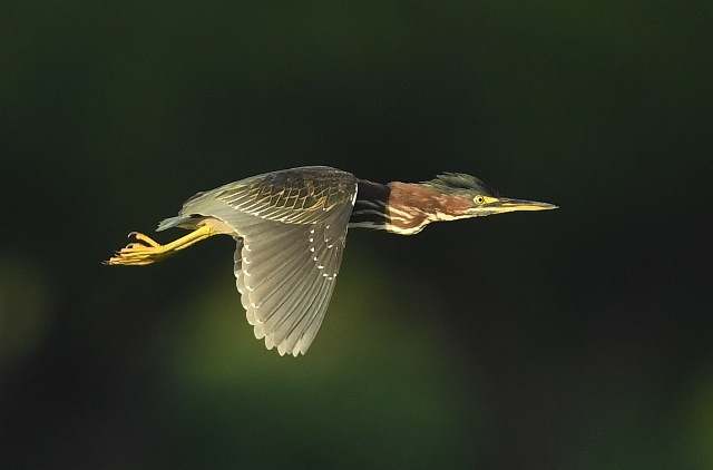 Green Heron
